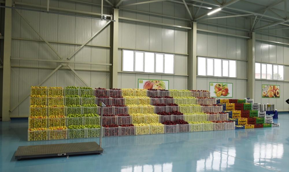Azerbaijani president, first lady attend inauguration of Gubaekoagrar agricultural plant (PHOTO)