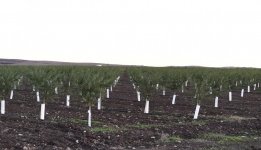 President Ilham Aliyev, First Lady Mehriban Aliyeva attend opening of Gakh Agropark (PHOTO)