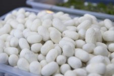 President Ilham Aliyev, First Lady Mehriban Aliyeva attend inauguration of Gakh Silkworm Breeding Station (PHOTO)