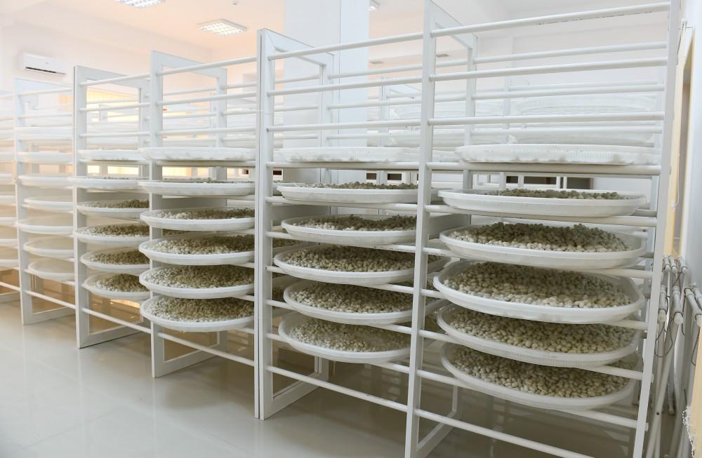 President Ilham Aliyev, First Lady Mehriban Aliyeva attend inauguration of Gakh Silkworm Breeding Station (PHOTO)