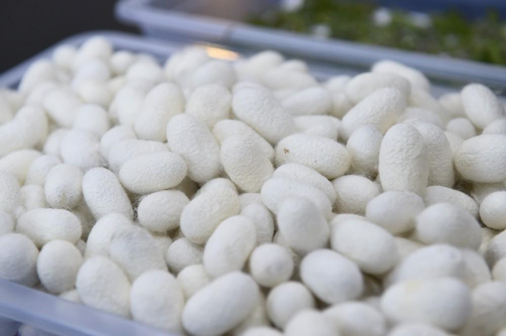 Turkmenistan completes collection of silkworm cocoons