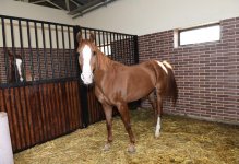 Azerbaijani president, first lady attend opening of Qarabag Equestrian Complex (PHOTO)