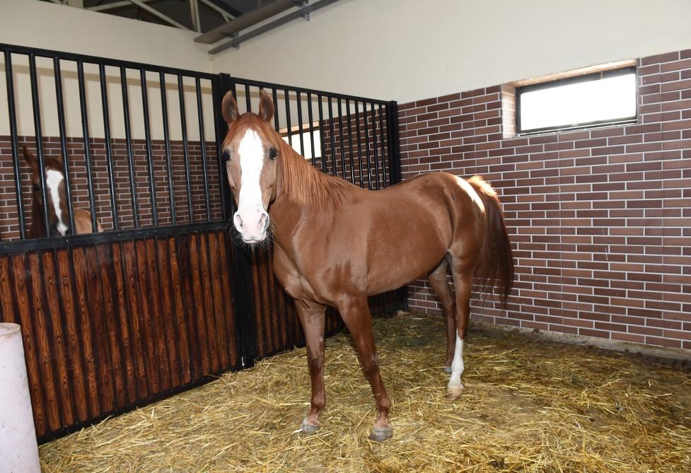Azerbaijani president, first lady attend opening of Qarabag Equestrian Complex (PHOTO)