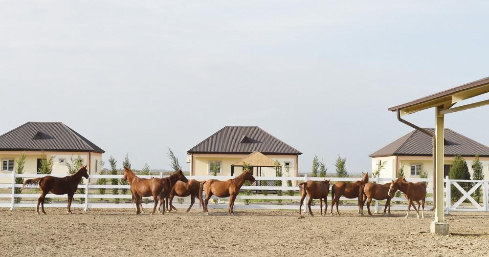 Azerbaijani president, first lady attend opening of Qarabag Equestrian Complex (PHOTO)