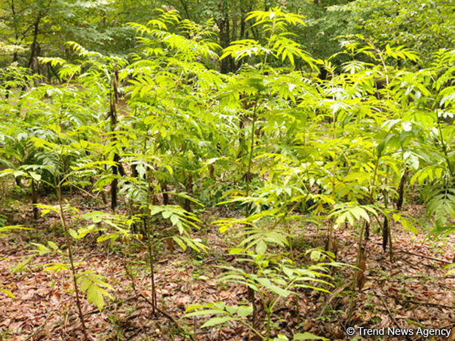 Uzbekistan to expand forest plantations