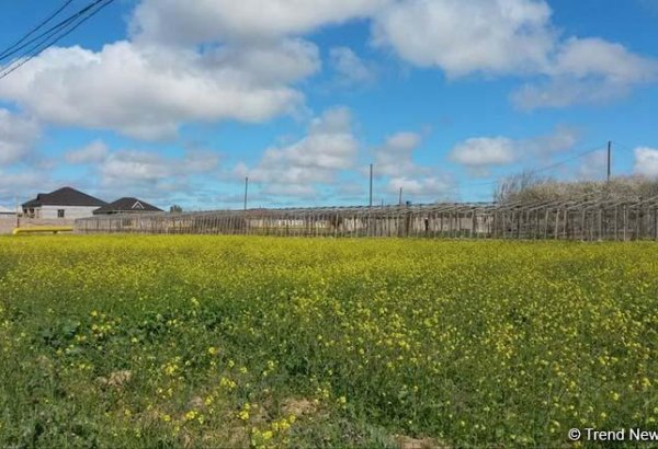 Azerbaijan establishes new municipalities