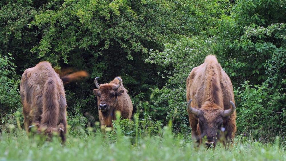 Heydar Aliyev Foundation VP attends event within ‘Reintroduction of bisons in Azerbaijan’ project (PHOTO)