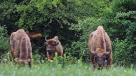 Heydar Aliyev Foundation VP attends event within ‘Reintroduction of bisons in Azerbaijan’ project (PHOTO)