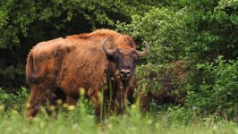 Heydar Aliyev Foundation VP attends event within ‘Reintroduction of bisons in Azerbaijan’ project (PHOTO)