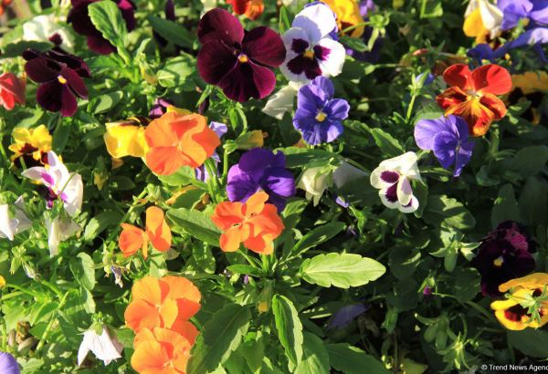 Iran reveals value of flowers, ornamental plants' exports