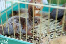 Urban Ecology Project continues successfully in Baku (PHOTO)