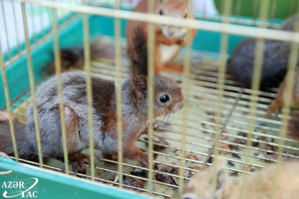 Urban Ecology Project continues successfully in Baku (PHOTO)