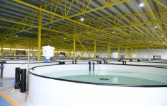 President Aliyev, first lady Mehriban Aliyeva familiarized themselves with production process at NaraMIZ fish farm in Pirallahi district (PHOTO)