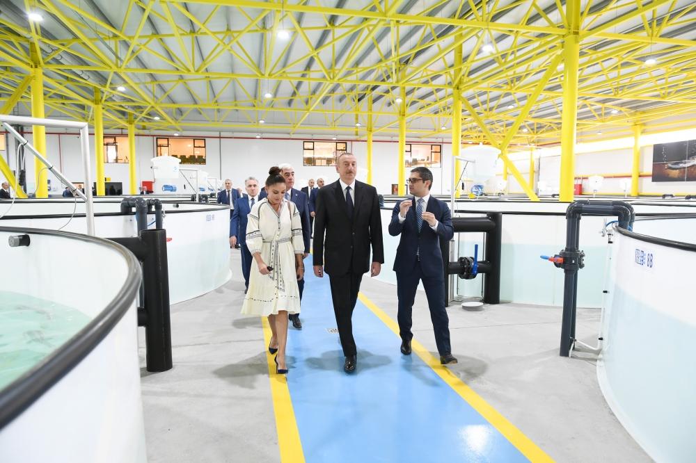 President Aliyev, first lady Mehriban Aliyeva familiarized themselves with production process at NaraMIZ fish farm in Pirallahi district (PHOTO)