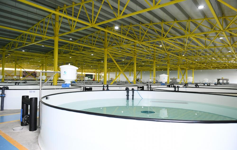 President Aliyev, first lady Mehriban Aliyeva familiarized themselves with production process at NaraMIZ fish farm in Pirallahi district (PHOTO)