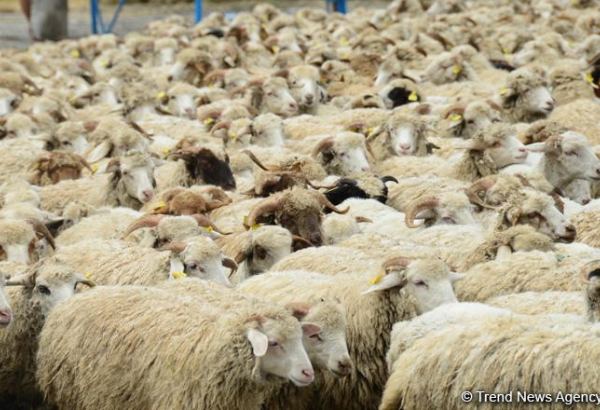 Uzbek Jizzax Organic predicts increase of purebred sheep herds in Uzbekistan