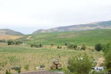 First-ever Grape and Wine Festival underway in Azerbaijan  (PHOTO)