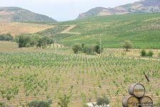 First-ever Grape and Wine Festival underway in Azerbaijan  (PHOTO)