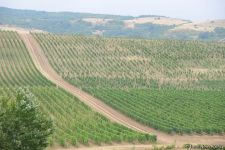 First-ever Grape and Wine Festival underway in Azerbaijan  (PHOTO)