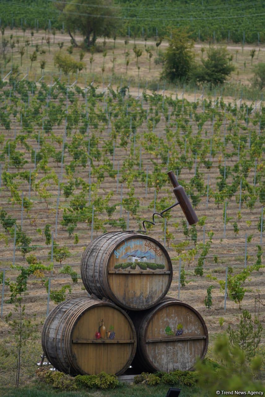 Morning photo session from 1st Grape and Wine Festival in Azerbaijan’s Shamakhi city