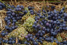 Vice-President of Heydar Aliyev Foundation Leyla Aliyeva views pavilions at First Grape and Wine Festival (PHOTOS)