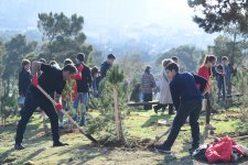 Azerbaijani president, first lady attend tree-planting campaign in Khatai district, Baku (PHOTO)