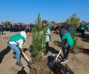 Azerbaijani president, first lady attend tree-planting campaign in Khatai district, Baku (PHOTO)