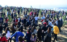 Azerbaijani president, first lady attend tree-planting campaign in Khatai district, Baku (PHOTO)