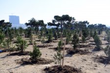 Azerbaijani president, first lady attend tree-planting campaign in Khatai district, Baku (PHOTO)