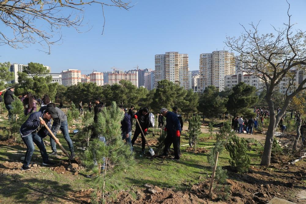 Azerbaijani president, first lady attend tree-planting campaign in Khatai district, Baku (PHOTO)