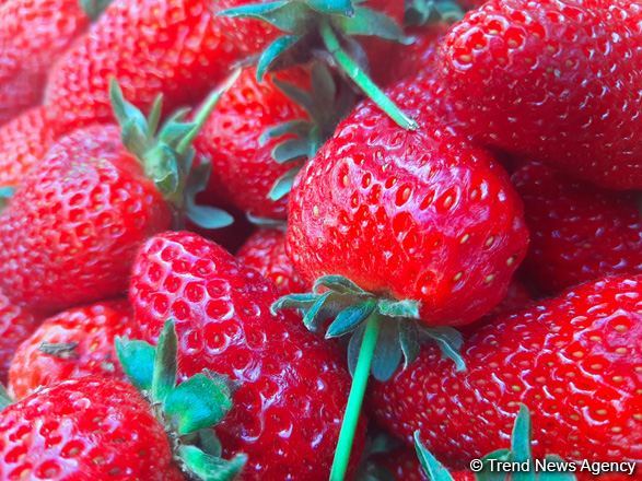 Uzbekistan increases fruit shipments to Russia amid domestic price surge