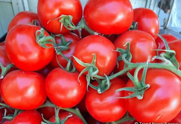 Uzbekistan bans tomato, pepper imports from Turkey