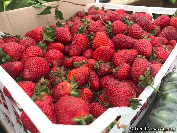 EBRD, EU award loan and grant to Turkmenistan's agro enterprise