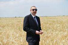 Azerbaijani president attends ceremony to start grain harvest in Aghjabadi (PHOTO/VIDEO)