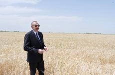 Azerbaijani president attends ceremony to start grain harvest in Aghjabadi (PHOTO/VIDEO)