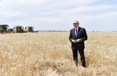 Azerbaijani president attends ceremony to start grain harvest in Aghjabadi (PHOTO/VIDEO)