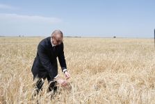 Azerbaijani president attends ceremony to start grain harvest in Aghjabadi (PHOTO/VIDEO)