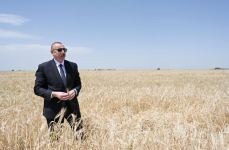 Azerbaijani president attends ceremony to start grain harvest in Aghjabadi (PHOTO/VIDEO)