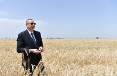 Azerbaijani president attends ceremony to start grain harvest in Aghjabadi (PHOTO/VIDEO)