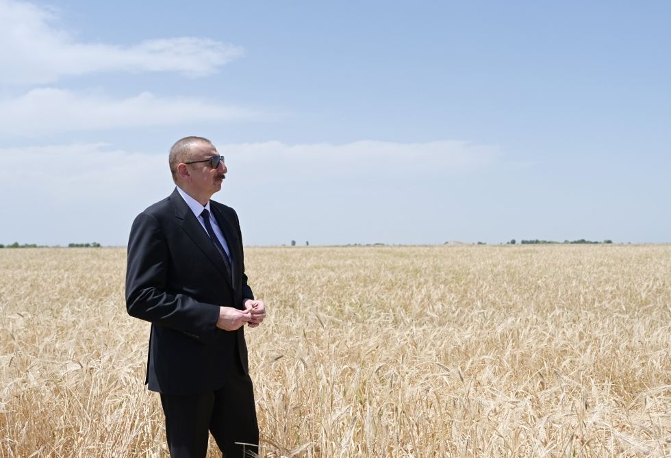 Azerbaijani president attends ceremony to start grain harvest in Aghjabadi (PHOTO/VIDEO)