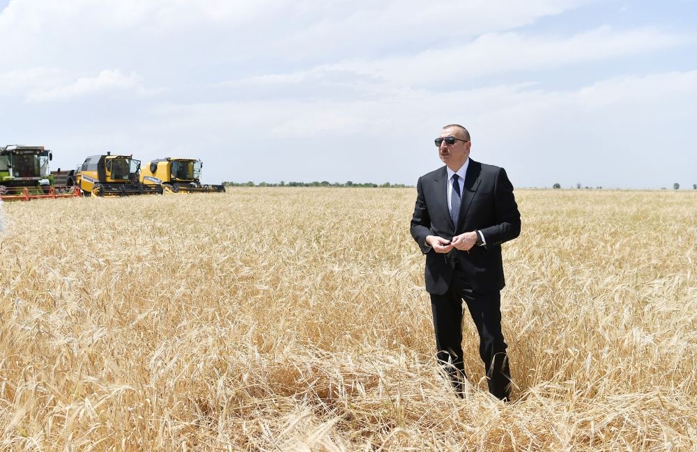 Azerbaijani president attends ceremony to start grain harvest in Aghjabadi (PHOTO/VIDEO)