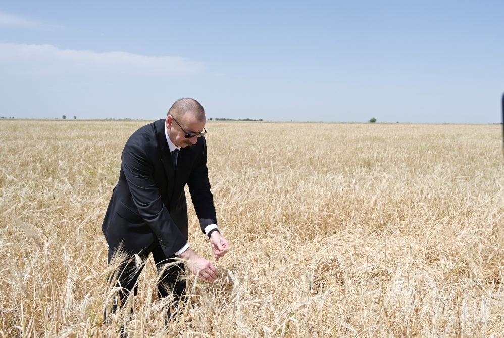 Azerbaijani president attends ceremony to start grain harvest in Aghjabadi (PHOTO/VIDEO)