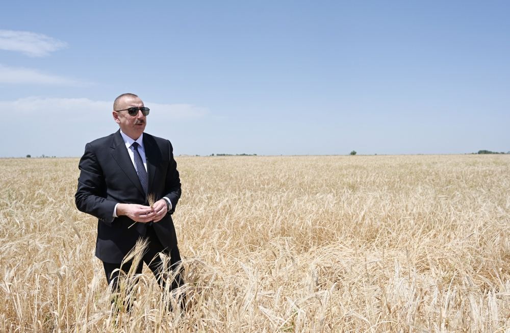 Azerbaijani president attends ceremony to start grain harvest in Aghjabadi (PHOTO/VIDEO)