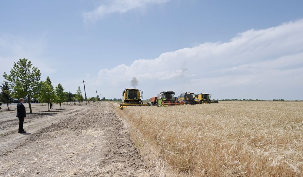 Azerbaijani president attends ceremony to start grain harvest in Aghjabadi (PHOTO/VIDEO)