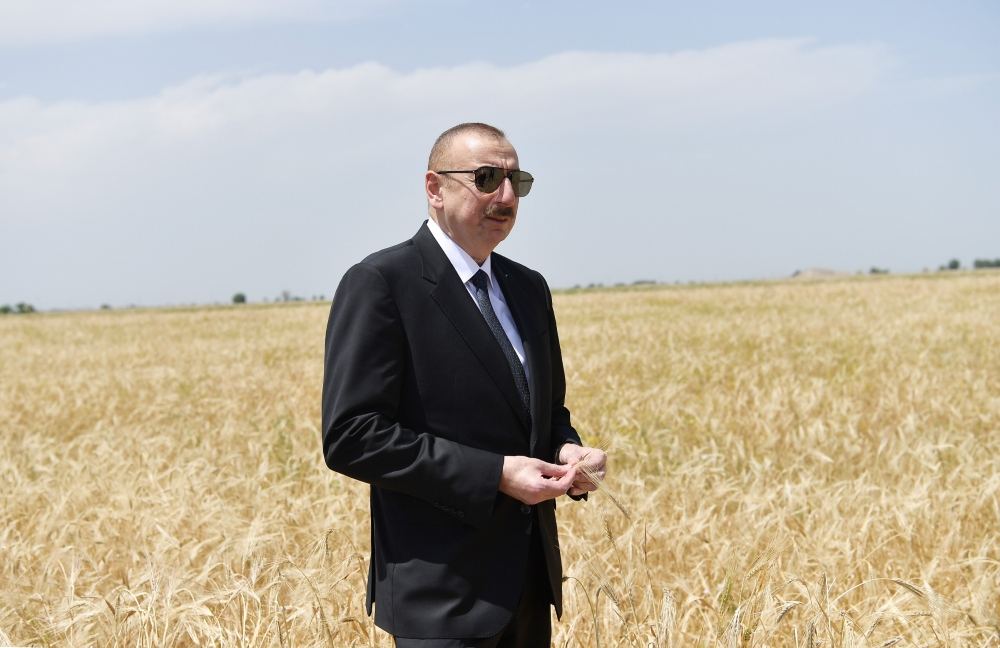 Azerbaijani president attends ceremony to start grain harvest in Aghjabadi (PHOTO/VIDEO)