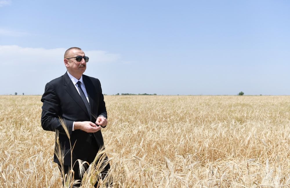 Azerbaijani president attends ceremony to start grain harvest in Aghjabadi (PHOTO/VIDEO)
