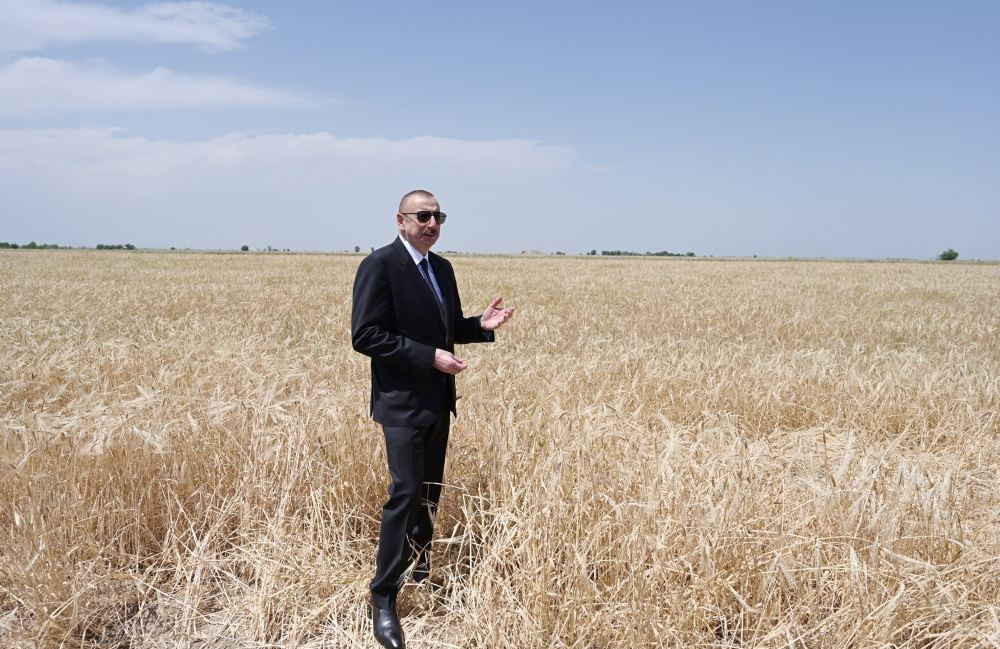 Azerbaijani president attends ceremony to start grain harvest in Aghjabadi (PHOTO/VIDEO)