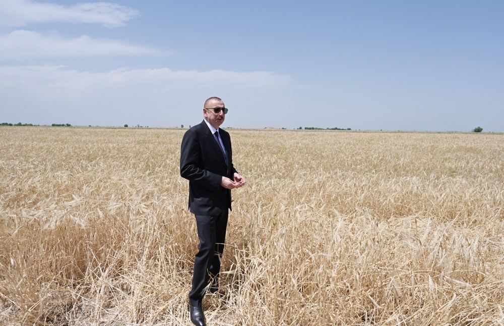 Azerbaijani president attends ceremony to start grain harvest in Aghjabadi (PHOTO/VIDEO)