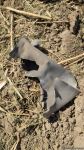 Armenian armed forces once again subject Gazakhlar village of Fizuli district to missile fire (PHOTO)