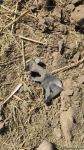 Armenian armed forces once again subject Gazakhlar village of Fizuli district to missile fire (PHOTO)